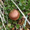 Light brown fungi.